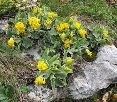 Lepota ob poti(AVRIKELJ)